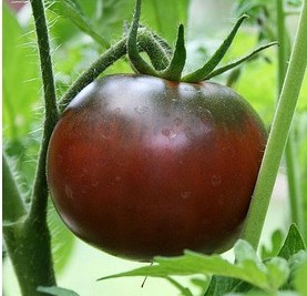 tomate black krim 20 sementes 0858 e1496426939871