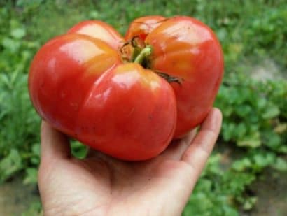 tomate black plum 20 sementes 5646 e1496688951765