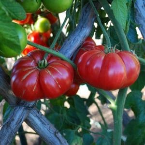 Tomate Black Plum: 20 Sementes