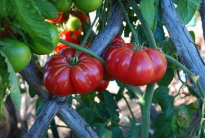 tomate black plum 20 sementes 8257 e1496688875465