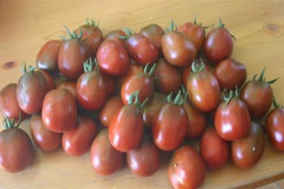 tomate black plum