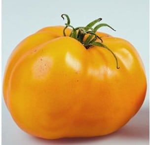 tomate golden sunray 20 sementes 2118 e1496426260787