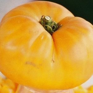 tomate golden sunray 20 sementes 7827 e1496421158346