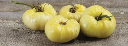 tomate great white beefsteak 20 sementes 0365 e1496420863530