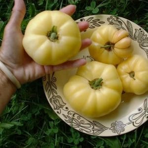 Tomate Great White Beefsteak: 20 Sementes