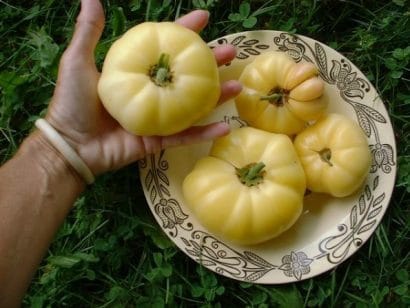 tomate great white beefsteak 20 sementes 2768 e1496420843968