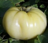 tomate great white beefsteak 20 sementes 3139 e1496421041954