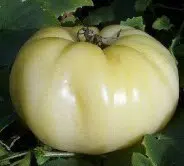 tomate great white beefsteak 20 sementes 3139 e1496421041954