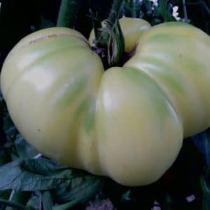 tomate great white beefsteak 20 sementes 9245 e1496421002985