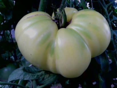 tomate great white beefsteak 20 sementes 9245 e1496421002985