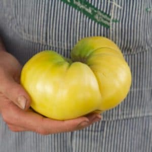 tomate great white beefsteak 20 sementes 9271 e1496420823230