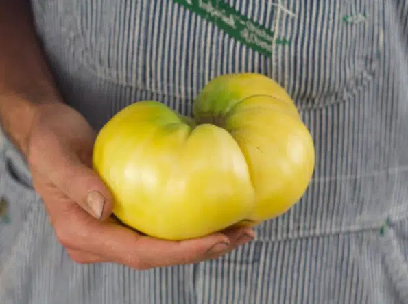 tomate great white beefsteak 20 sementes 9271 e1496420823230