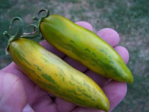 tomate green sausage 20 sementes 3786 e1496420650128