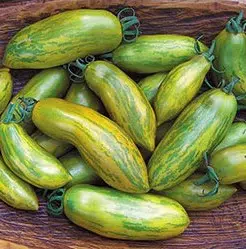 tomate green sausage 20 sementes 8790 e1496419036478