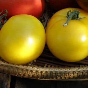 tomate lemon boy 20 sementes 0240 e1496418330919