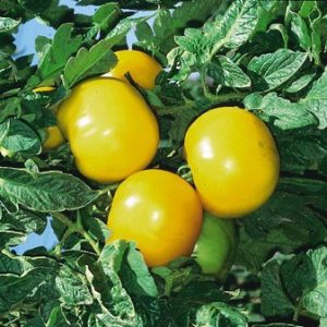 tomate lemon boy 20 sementes 3834 e1496418374955