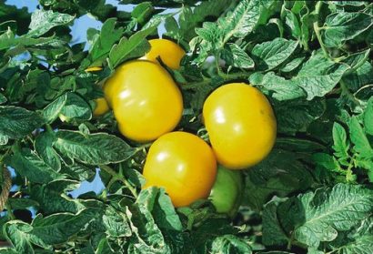 tomate lemon boy 20 sementes 3834 e1496418374955
