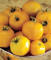 tomate lemon boy 20 sementes 3946 e1496418274818