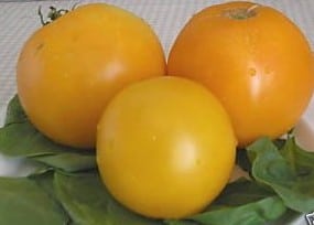 Tomate Lemon Boy: 20 Sementes