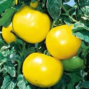 tomate lemon boy 20 sementes 7137 e1496418353732