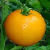 Tomate Lemon Boy: 20 Sementes