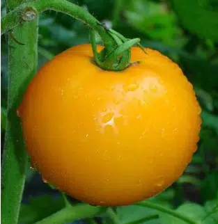 Tomate Lemon Boy: 20 Sementes