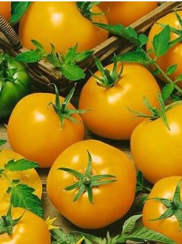 tomate lemon boy 20 sementes 7825 e1496418543979