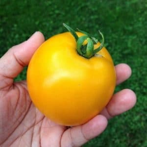 Tomate Lemon Boy: 20 Sementes