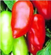 tomate linguisa polones 20 sementes 5362 e1496418095637