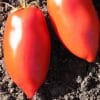 tomate linguisa polones 20 sementes 9068 e1496418058809