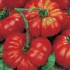 Tomate Ponderosa Red: 20 Sementes