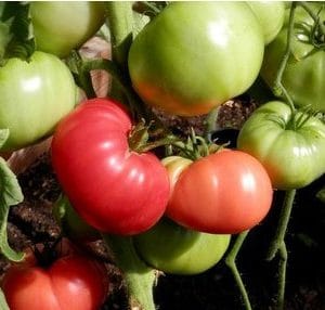 tomate ponderosa red 20 sementes 1597 e1496417816870