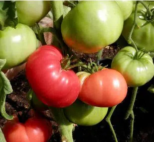 tomate ponderosa red 20 sementes 1597 e1496417816870