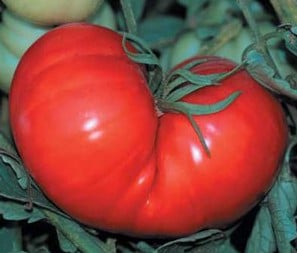 tomate ponderosa red 20 sementes 1687 e1496417879302