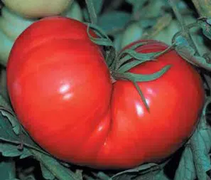 tomate ponderosa red 20 sementes 1687 e1496417879302