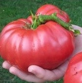 tomate ponderosa red 20 sementes 1893 e1496417836565