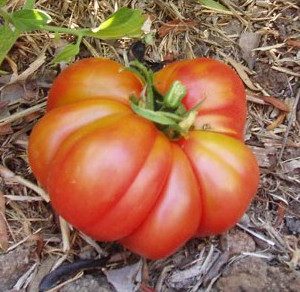 tomate ponderosa red 20 sementes 2290 e1496417857849