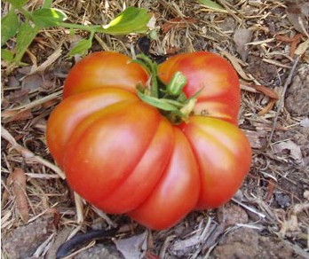 tomate ponderosa red 20 sementes 2290 e1496417857849