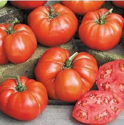 tomate ponderosa red 20 sementes 3384 e1496417918479