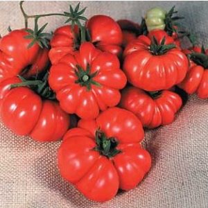 tomate ponderosa red 20 sementes 7881 e1496417983633