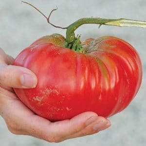 tomate ponderosa red 20 sementes 8878 e1497454042749