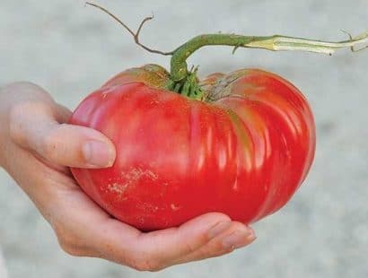 tomate ponderosa red 20 sementes 8878 e1497454042749