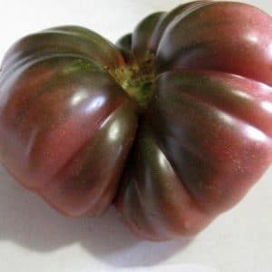 tomate purple calabash 20 sementes 0704 e1496417704337