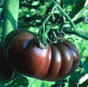 tomate purple calabash 20 sementes 1208 e1496417684417