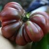 Tomate Purple Calabash: 20 Sementes