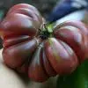 Tomate Purple Calabash: 20 Sementes