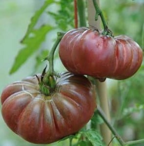 Tomate Purple Calabash: 20 Sementes