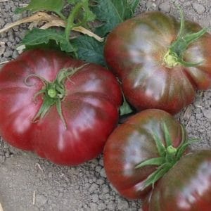 tomate purple calabash 20 sementes 6123 e1496417586413