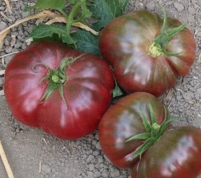 tomate purple calabash 20 sementes 6123 e1496417586413