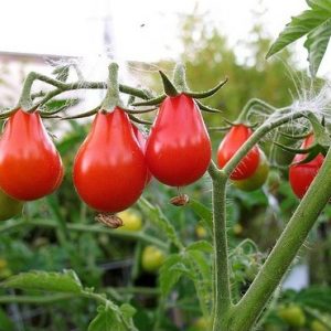 tomate red pear 20 sementes 1357 e1496417349791